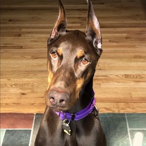 Meet your Posher, Rob